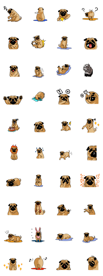 Shy of pug