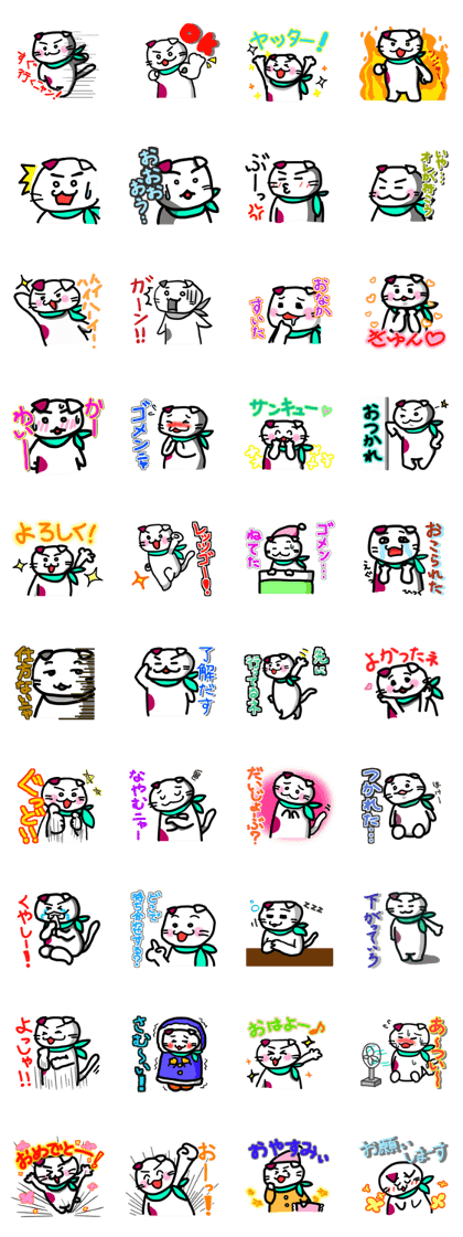 Scottish Fold KINTOKI-KUN