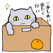 Complaint Gray Cat