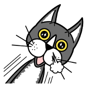 Fine cat