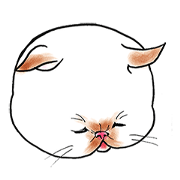 Cat funny face