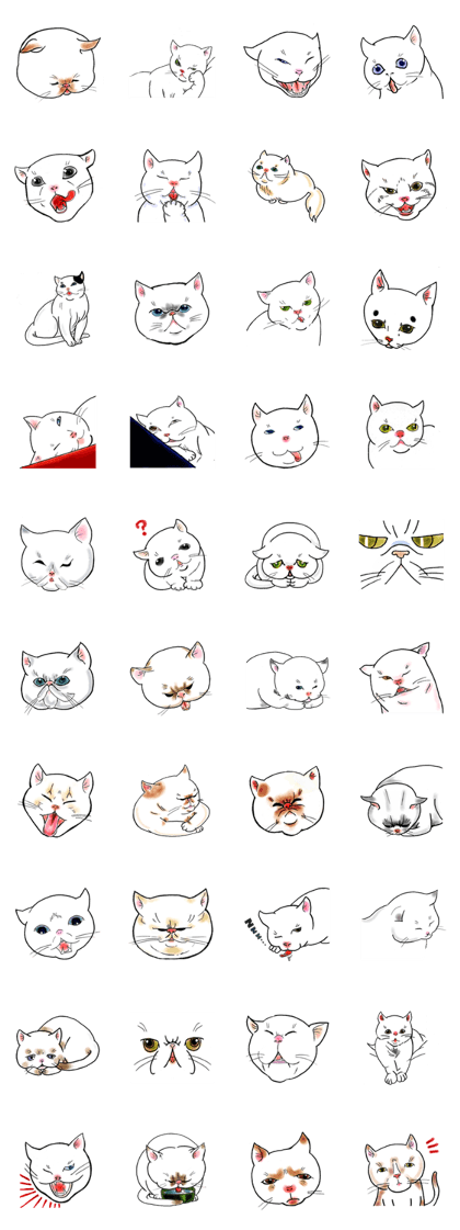 Cat funny face