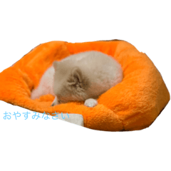 arisa_2020081712231018