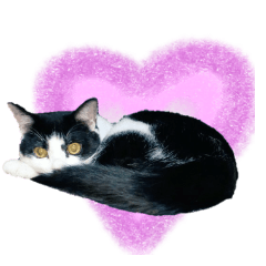 Hachiware Kitten Sticker 3rd