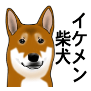 Shiba Inu Momo and his friends