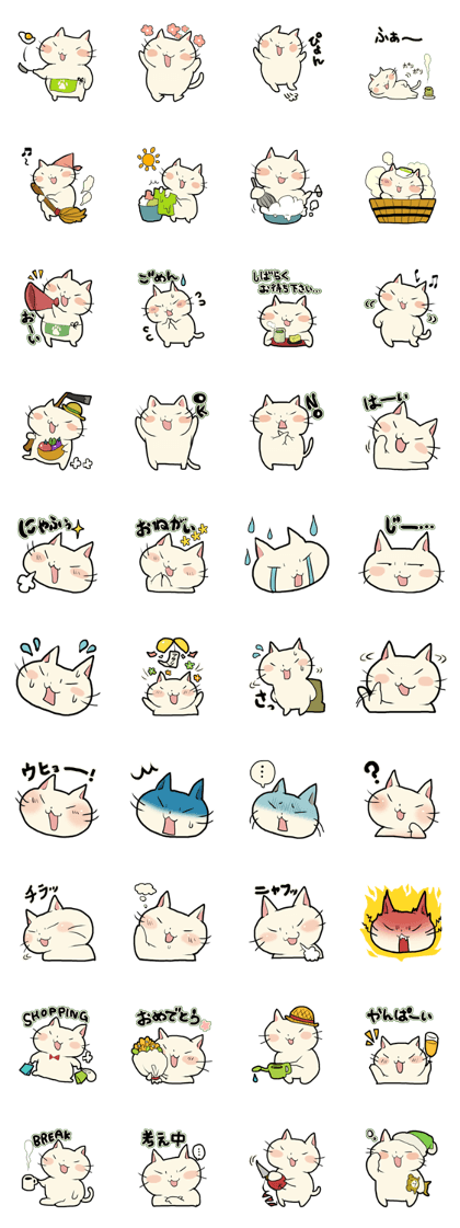 lovely chubby cat