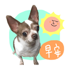 拉薩狗歐歐