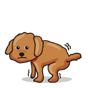 funny poodle