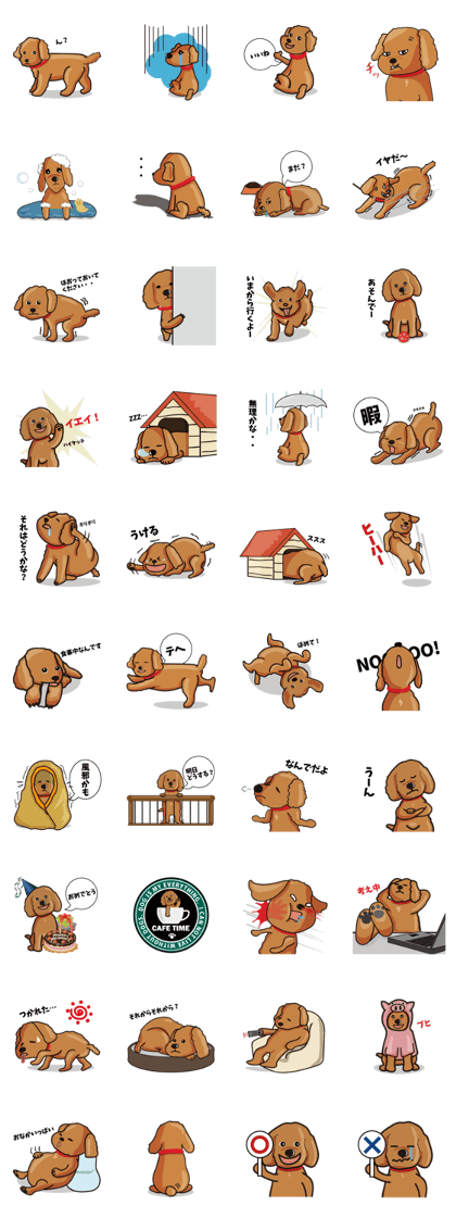 funny poodle