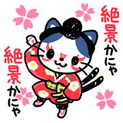 Kabuki Cats