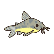 Daily life of Corydoras