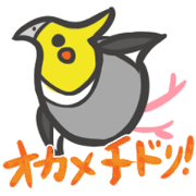 COCKATIEL CHIDORI