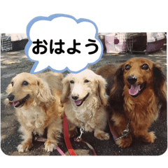 3adorabledachs