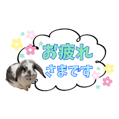 うちの子シリーズ『うさぎのこゆちょん』④