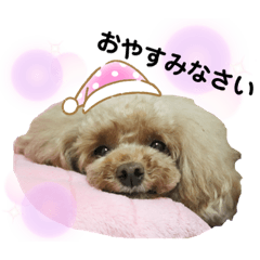 toy poodle Cha-chan