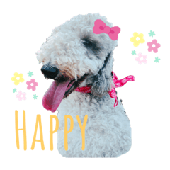 aoi_BedlingtonTerrier
