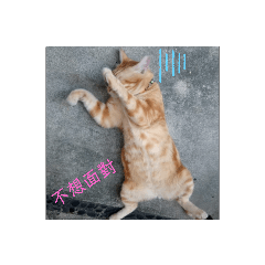 喵星人(๑•̀ㅁ•́ฅ)