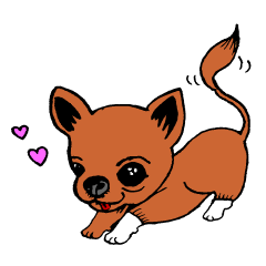 Chihuahua 'Boo'