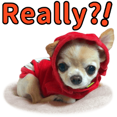 Realistic private life of a chihuahua en