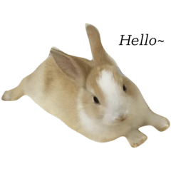 寵物一家親❤️