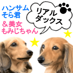 Dog Dachshund Sora & Momiji