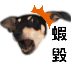 Mina’s dog