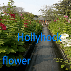 Beautiful Hollyhock flower