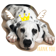 alice_20200305214839