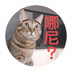 咖喱貓-回應篇
