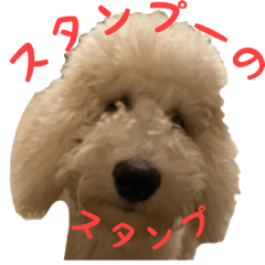 Standard poodles sticker 2