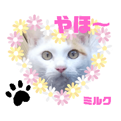 akiko_20200306180706