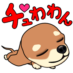 Chihuahua's happy sticker