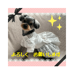 ヨーキーめいちゃん　ドレス編