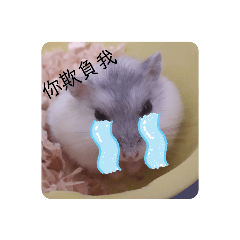 倉鼠日常！