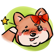Cute Chubby Shiba Inu