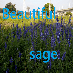 Beautiful sage