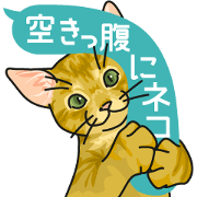 cat on an empty stomach.