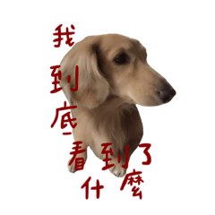 奶油臘腸狗～奶茶 Part2