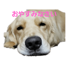 goldenretriever_yuno