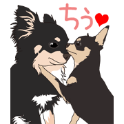 Chihuahua of COCO and LOUIS