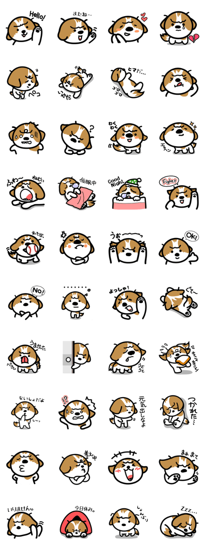 A Shih Tzu named Kabochan