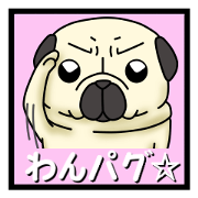 Cheerful pug dog Arrived? arrived!