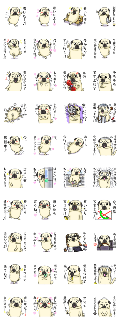 Cheerful pug dog Arrived? arrived!