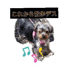 ヨーキーめいちゃんの気持ち