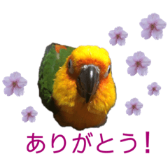 melon_20200307215817