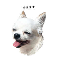 Tsundere Chihuahua Custom Sticker2