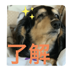 lovely dog cookie stamp part2