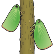 Green flatid planthopper