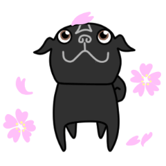 Cute black pug ZIZI