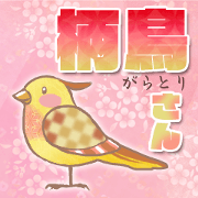 colorful cute birds